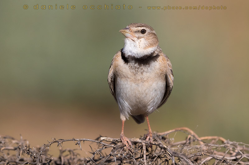 Calandra Lark (Melanocorypha calandra psammochroa)