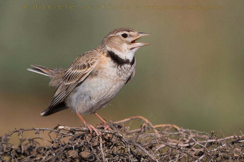 Calandra Lark (Melanocorypha calandra psammochroa)