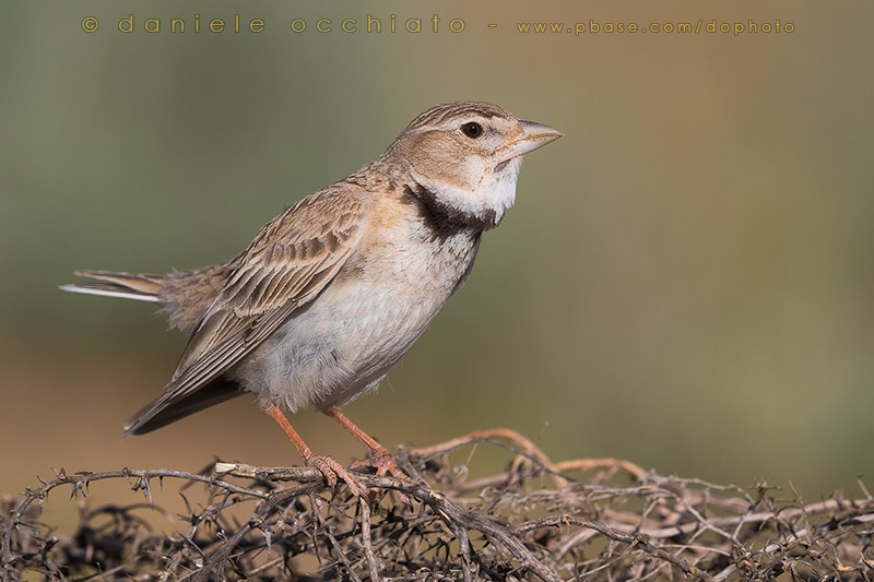 Calandra Lark (Melanocorypha calandra psammochroa)