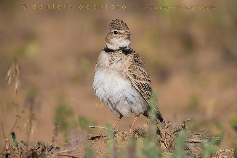 Calandra Lark (Melanocorypha calandra psammochroa)