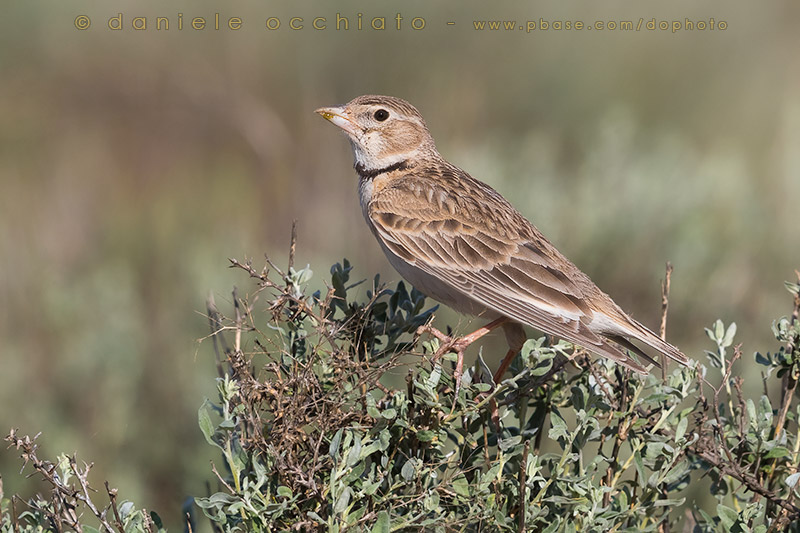 Calandra Lark (Melanocorypha calandra psammochroa)