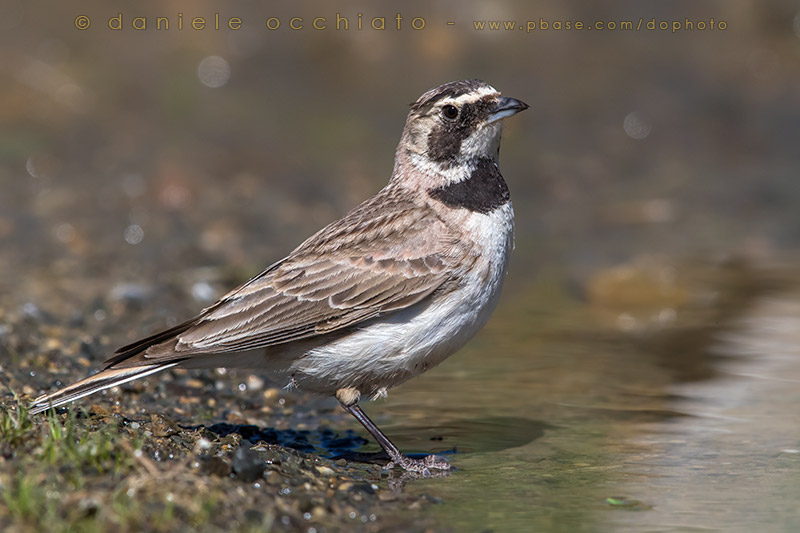 Brandts Horned Lark (Eremophila alpestris brandti)