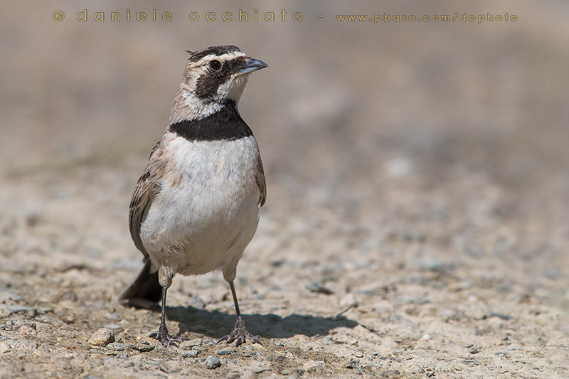 Brandts Horned Lark (Eremophila alpestris brandti)