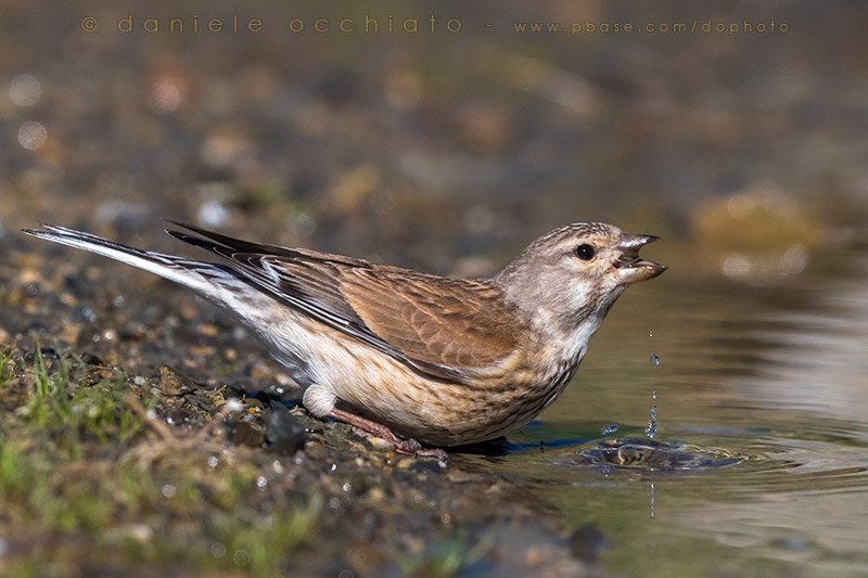 Linnet (Carduelis cannabina bella)