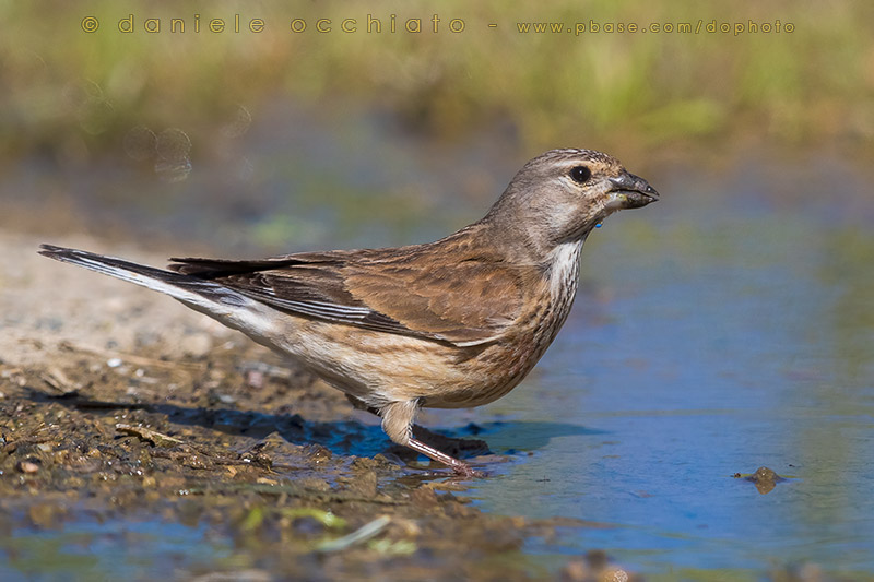 Linnet (Carduelis cannabina bella)