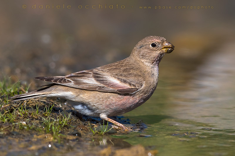 Mongolian Finch (Eremopsaltria mongolica)