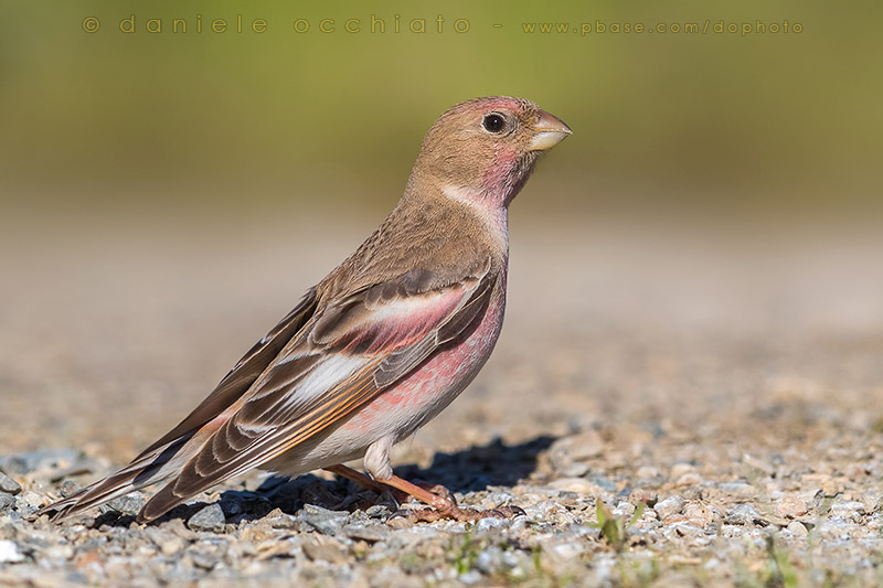 Mongolian Finch (Eremopsaltria mongolica)