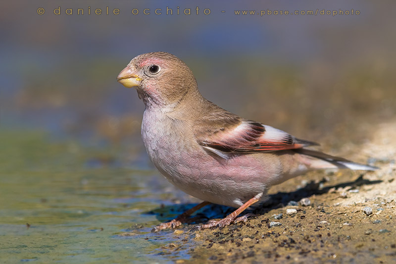 Mongolian Finch (Eremopsaltria mongolica)