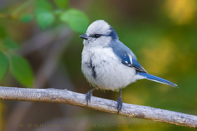 Azure Tit (Cyanistes cyanus tianschanicus)