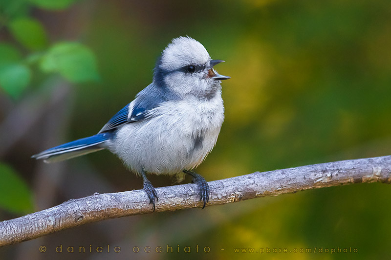 Azure Tit (Cyanistes cyanus tianschanicus)