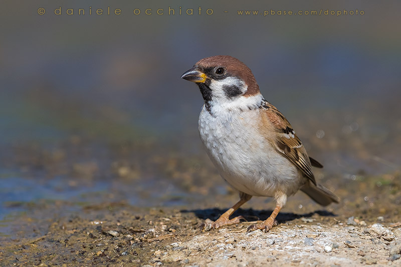 Eurasian Tree Sparrow (Passer montanus dilutus)