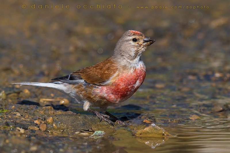 Linnet (Carduelis cannabina bella)