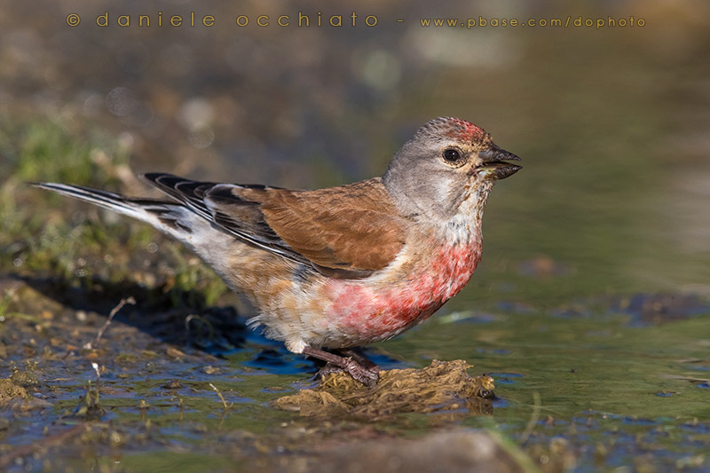 Linnet (Carduelis cannabina bella)