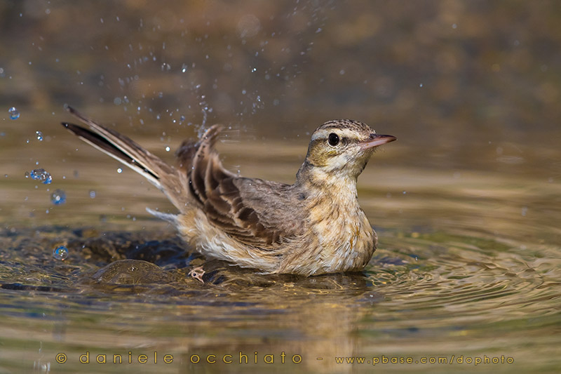 Tawny Pipit (Anthus campestris griseus)