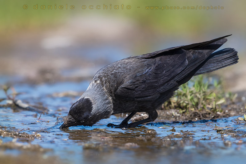 Eurasian Jackdow (Corvus monedula)