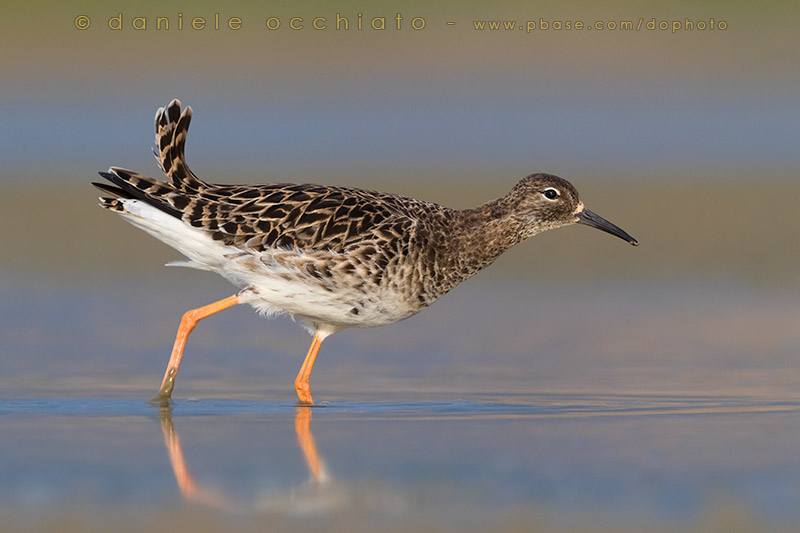 Ruff (Philomachus pugnax)