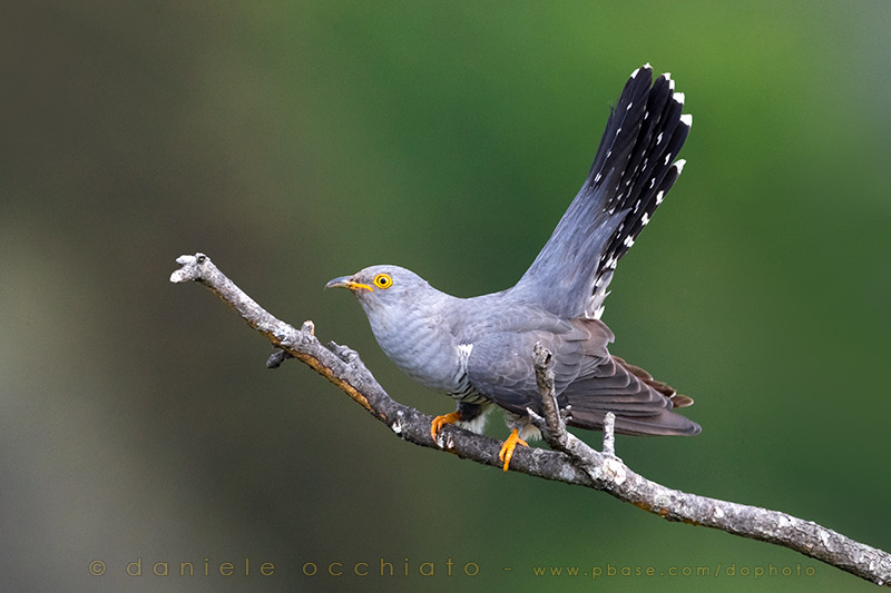 Common Cuckoo (Cuculus canorus)