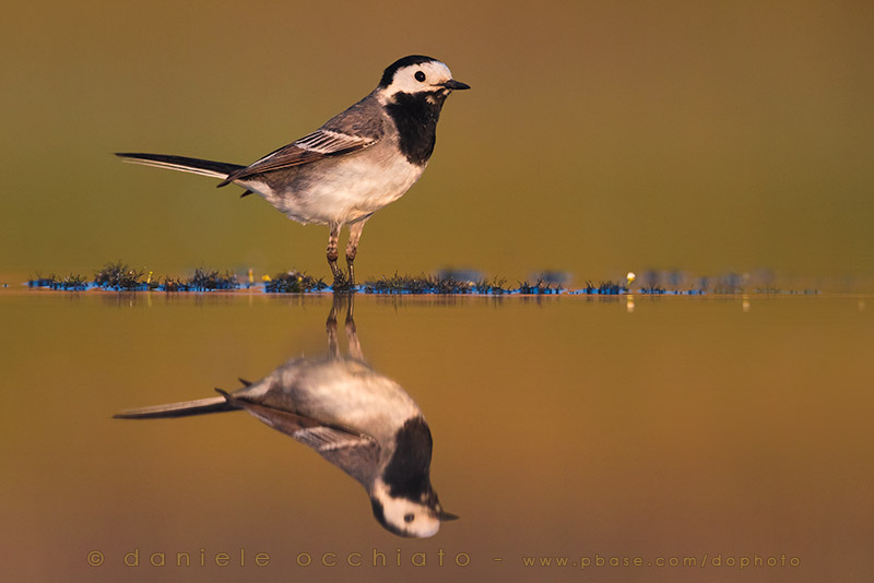 White Wagtail (Motacilla alba)