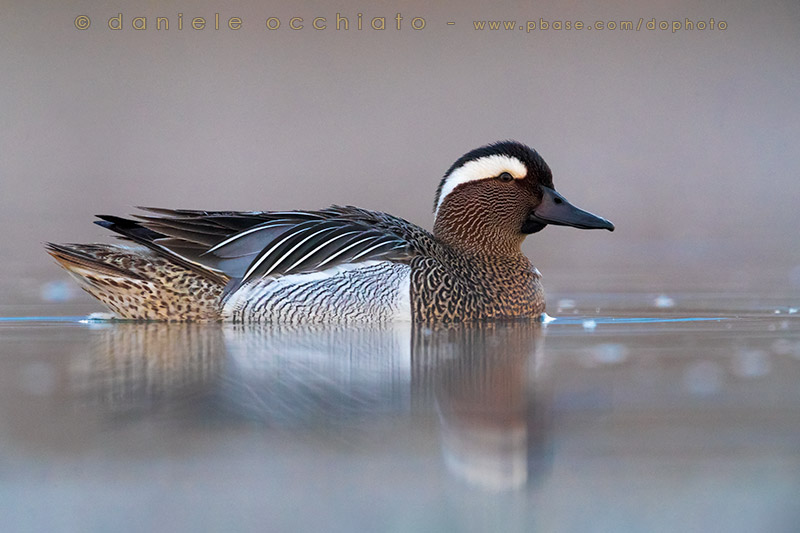 Garganey (Anas querquedula)