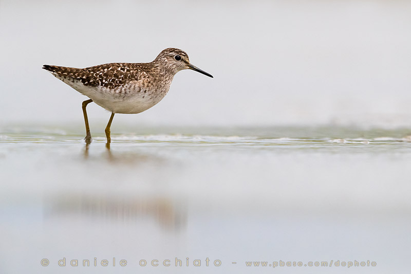 Wood Sandpiper (Tringa glareola)