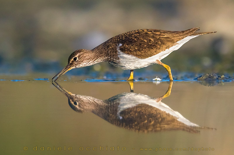 Common Sandpiper (Actitis hypoleucos)