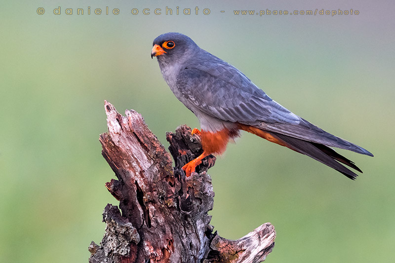 Red-footed Falcon (Falco vespertinus)