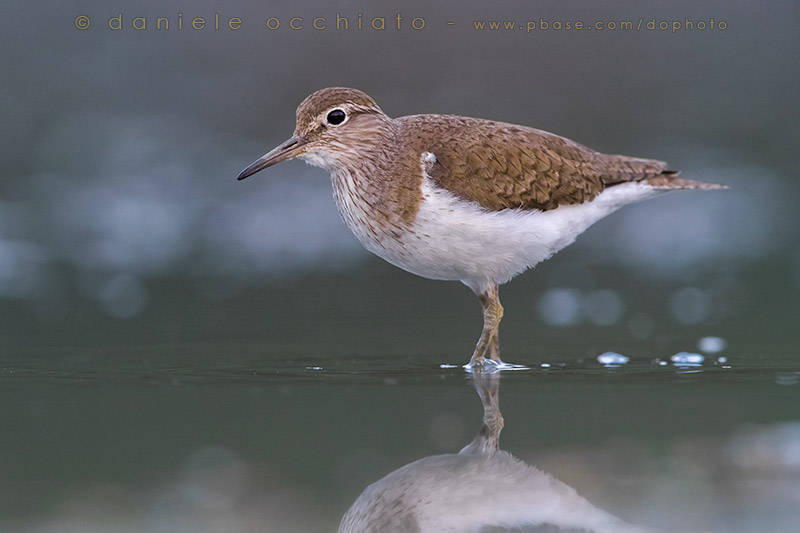Common Sandpiper (Actitis hypoleucos)
