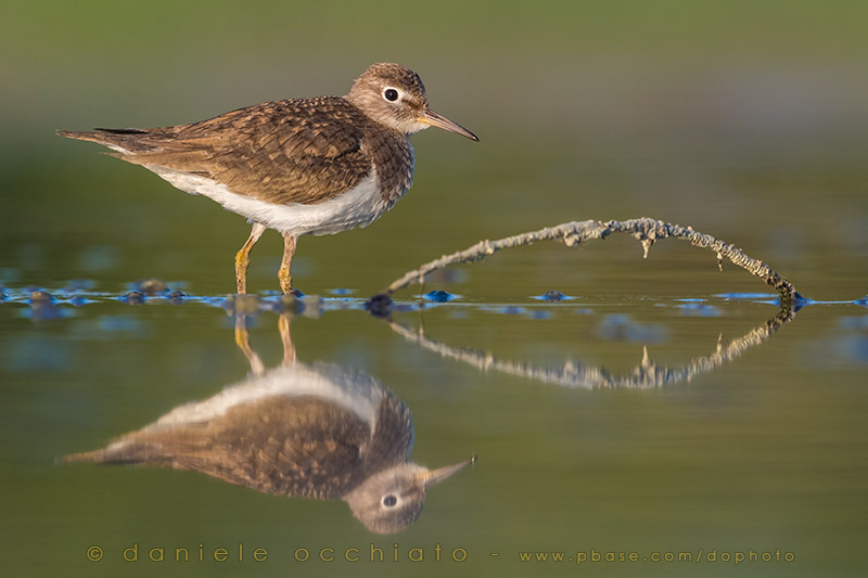 Common Sandpiper (Actitis hypoleucos)