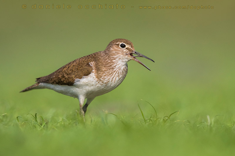 Common Sandpiper (Actitis hypoleucos)