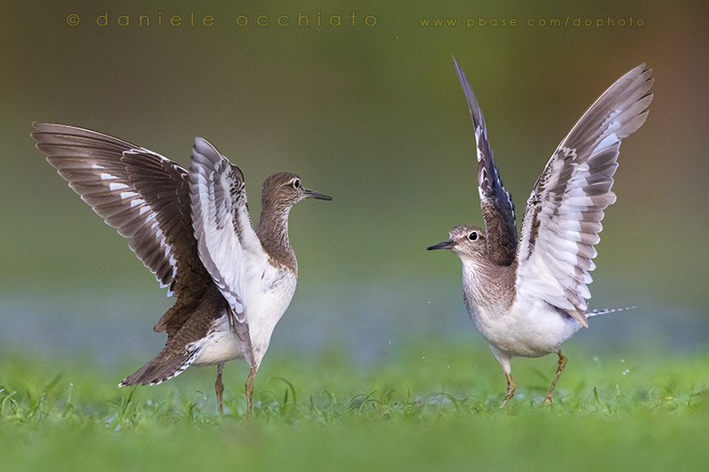 Common Sandpiper (Actitis hypoleucos)