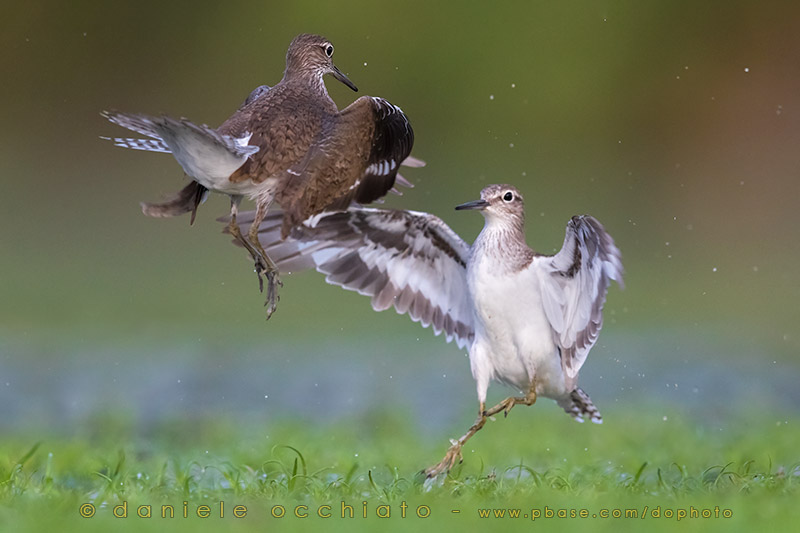 Common Sandpiper (Actitis hypoleucos)
