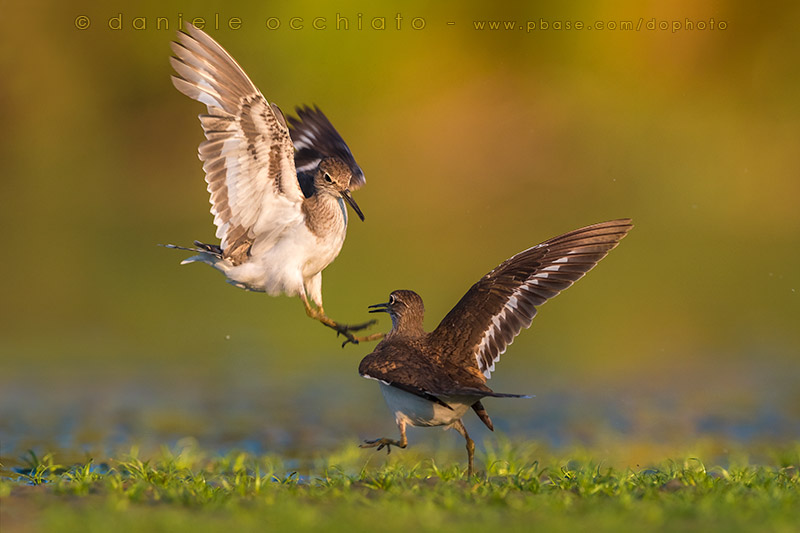 Common Sandpiper (Actitis hypoleucos)