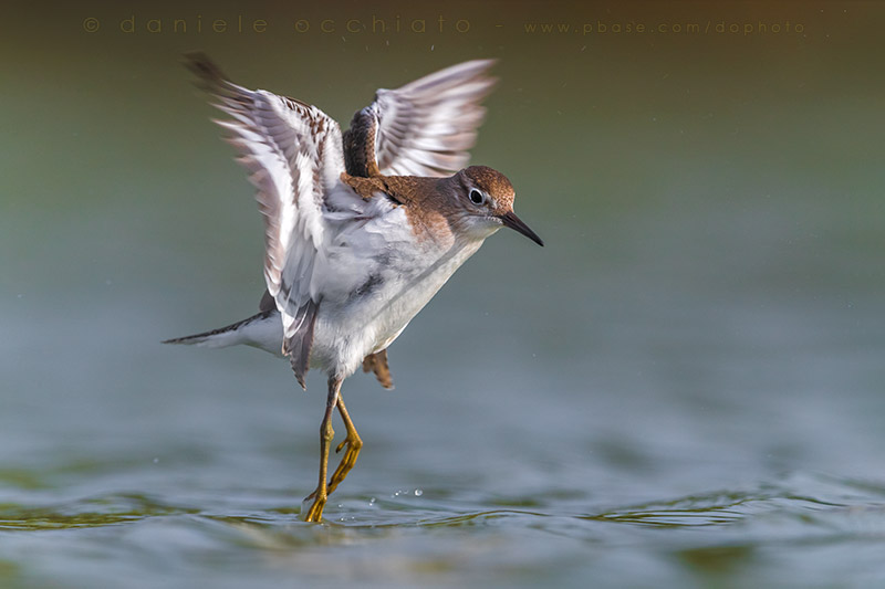 Common Sandpiper (Actitis hypoleucos)