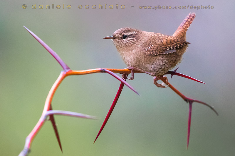 Wren (Troglodytes troglodytes)