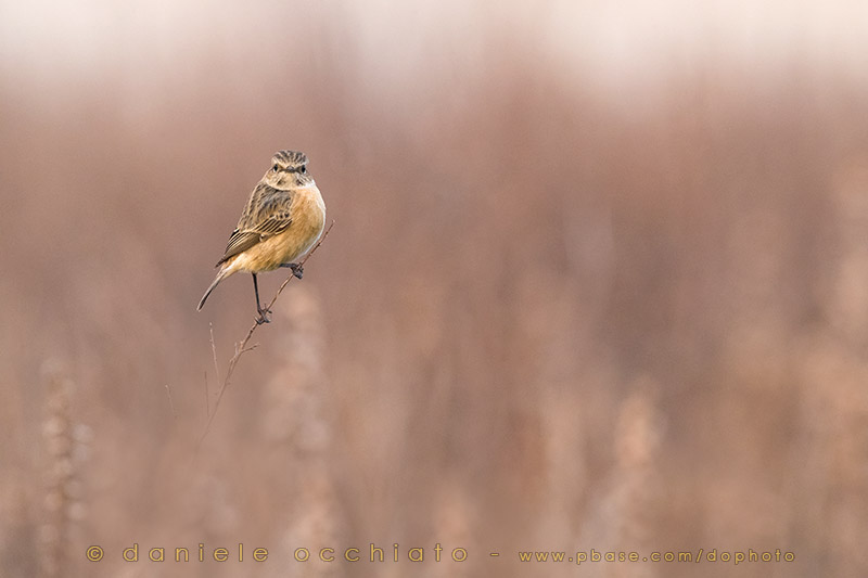 European Stonechat (Saxicola rubicola)