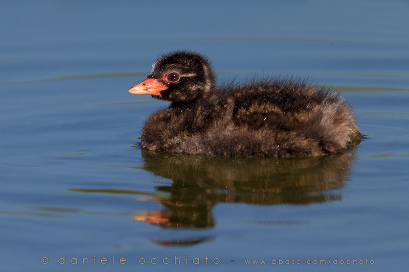 Little Grebe (Tachybaptus ruficollis)