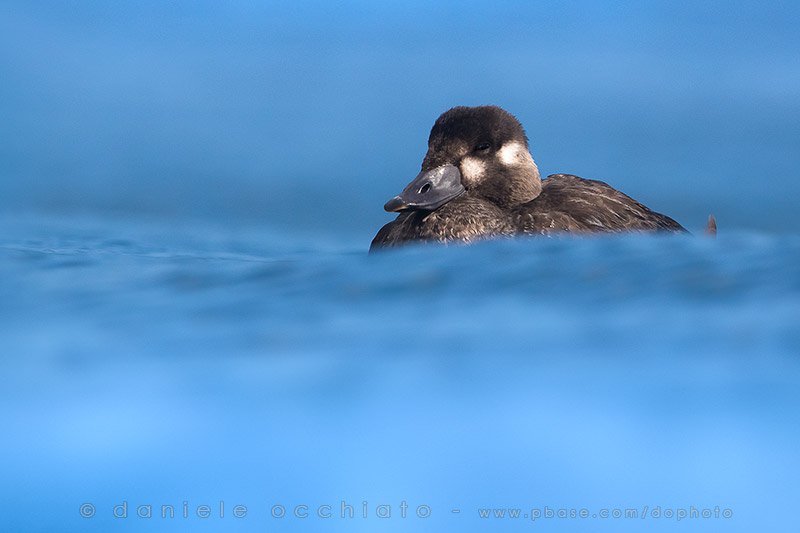 Surf Scoter (Melanitta perspicillata)