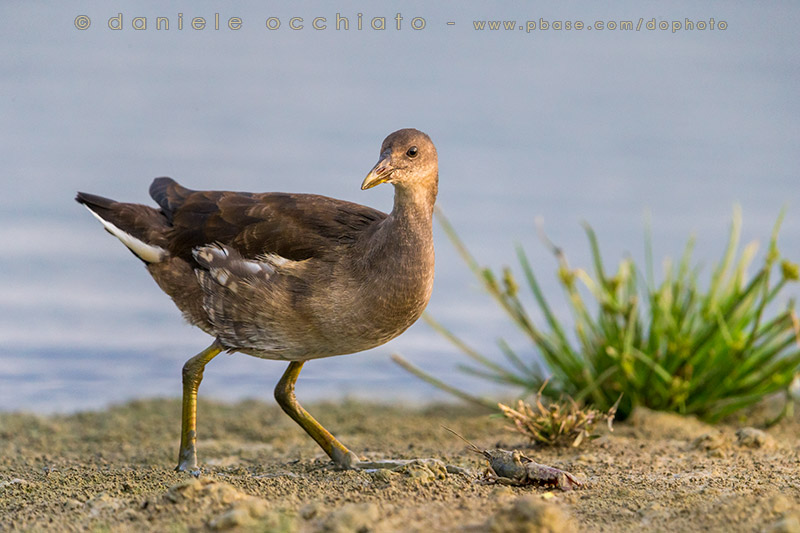 Moorhen (Gallinula chloropus)