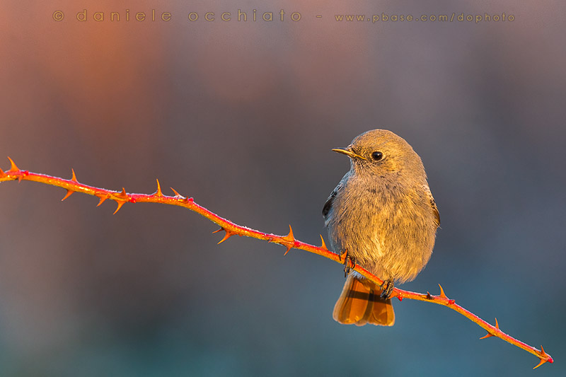 Black Redstart (Phoenicurus ochruros gibraltariensis)