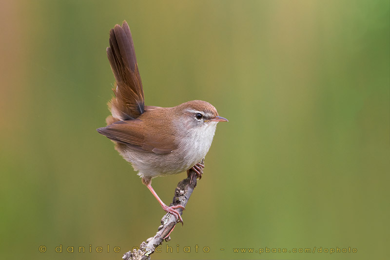 Cettis Warbler (Cettia cetti)