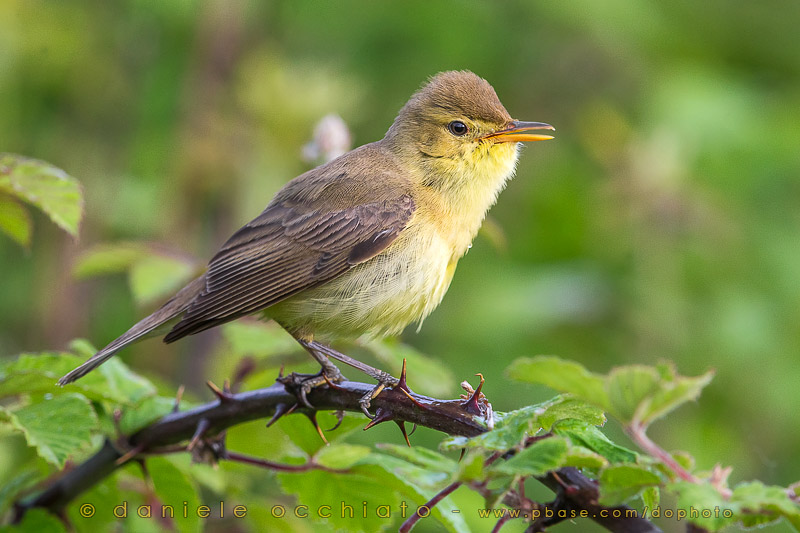 Melodious Warbler (Hippolais polyglotta)