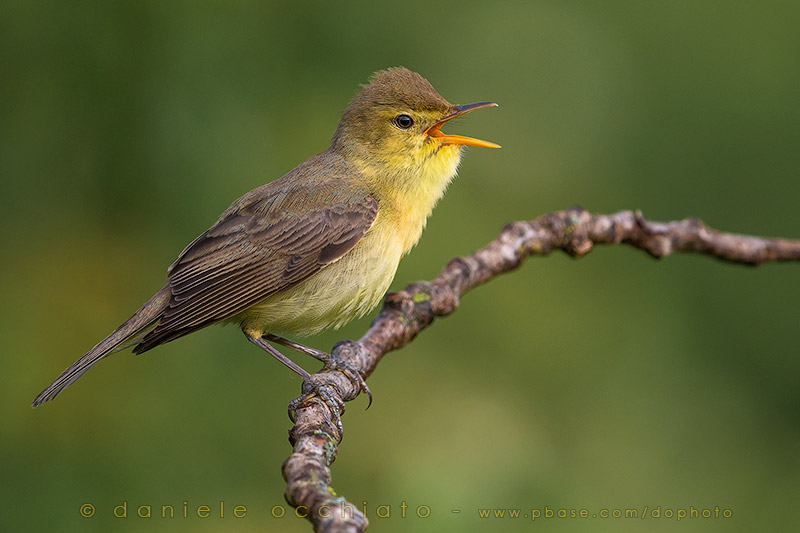 Melodious Warbler (Hippolais polyglotta)