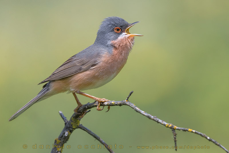 Moltonis Warbler (Sylvia subalpina)