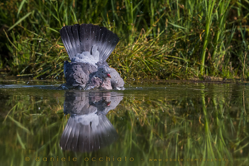 Woodpigeon (Columba palumbus)