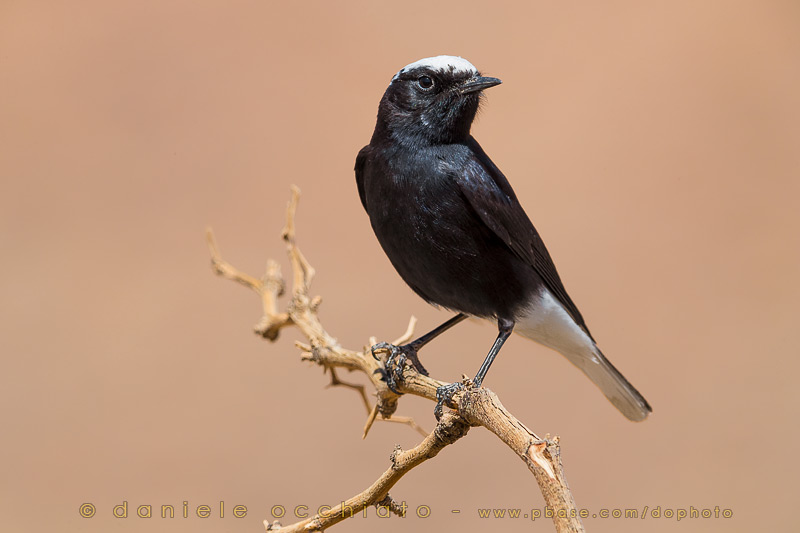 White-crowned Black Wheatear (Oenanthe leucopyga)