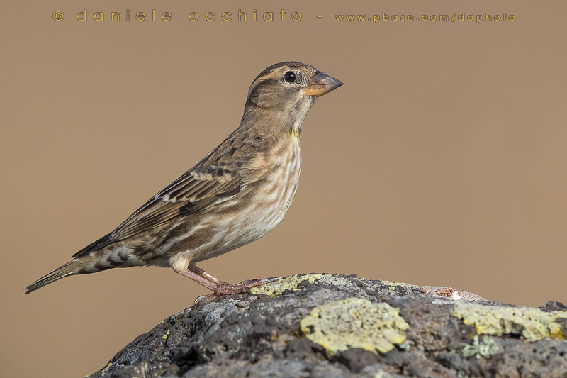 Rock Sparrow (Petronia petronia)