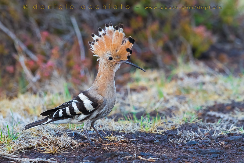 Hoopoe (Upupa epops)