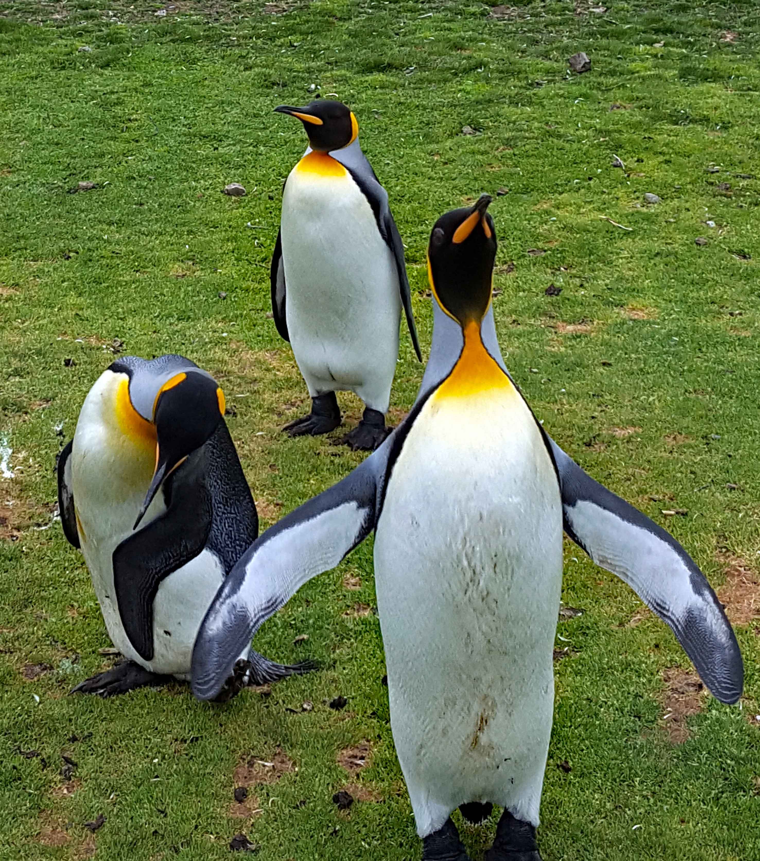 Preening & Wing-flapping are part of the King Penguins Rituals