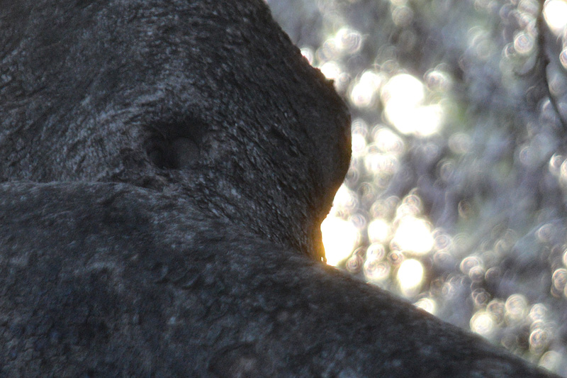 DSC_4220ab.jpg