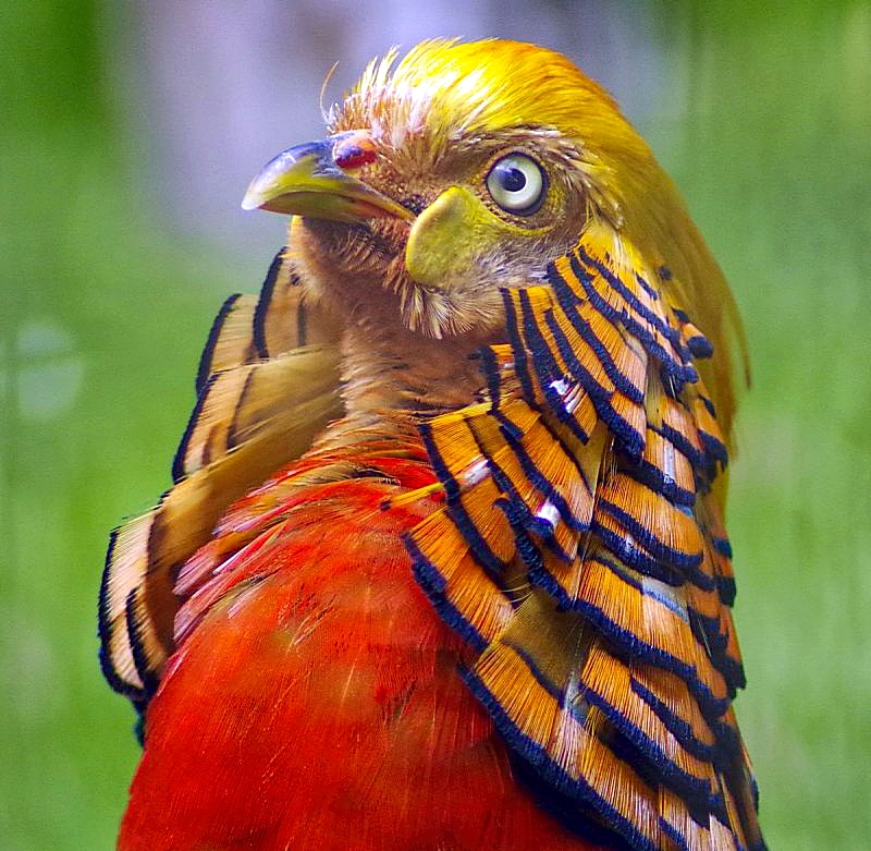 Golden Pheasant.jpg